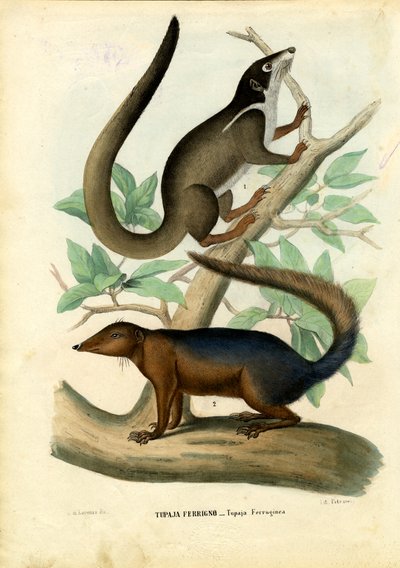 Tupaja, 1863-79 von Raimundo Petraroja